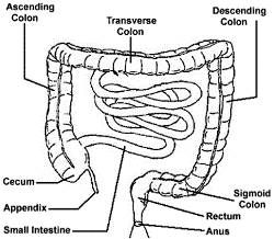 Disease Begins In The Colon