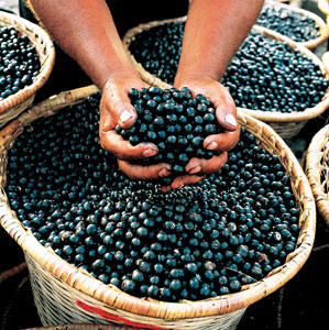 Miracle of Juice Fasting, Acai Berries.