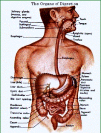 fasting health