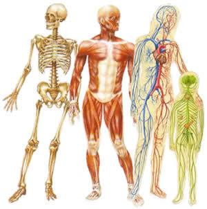 Water Fasting Health Benefits Water Fasting Health Benefits