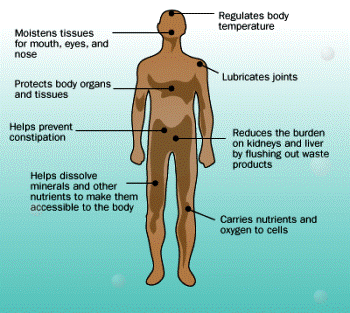 Water Diet & Body Functions